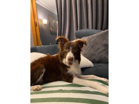 7 aylık dişi border collie