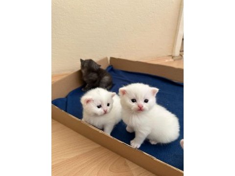 Beyaz bebiş british shorthair