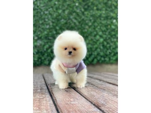 Teddy bear pomeranian yavrularımız sizi bekliyor