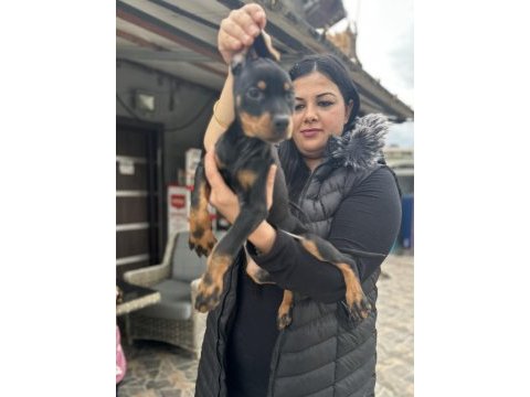 Safkan king doberman yavrularım