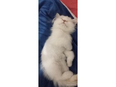Yavru british longhair