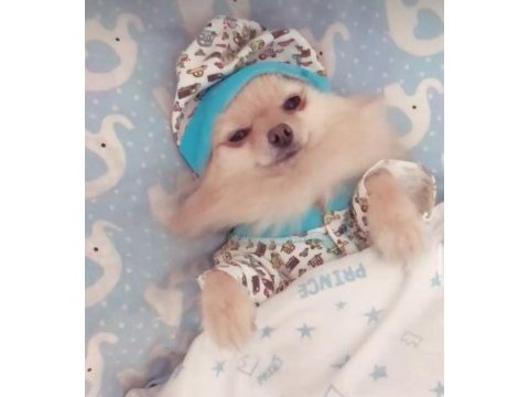 Çok akıllı pomeranian kızımızı sahiplendirmek durumundayız