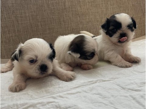 Shih tzu bebekleri
