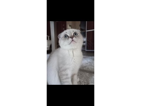 8 aylık dişi scottish fold aşıları tam