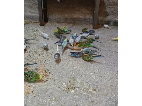 Komple kümes muhabbet kuşlar