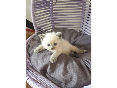 Nadir kahverengi british ve british blue point yavrular