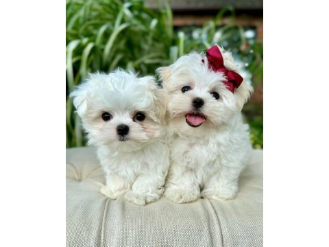 Maltese puppies 1 kg