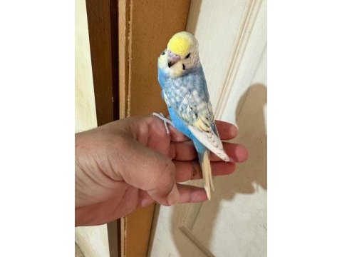 35 günlük renk güzeli çek bebek kuşumuz