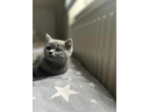 Dişi yavru british shorthair kayseri
