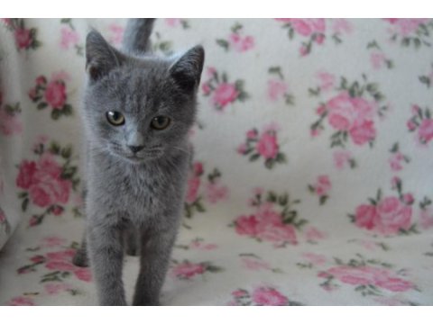 British shorthair yavrular