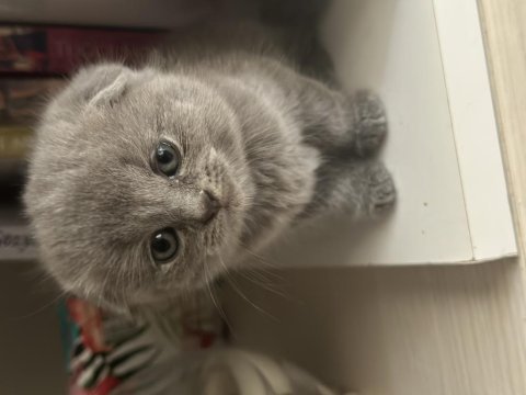 Safkan british shorthair bebeklerimize yuva arıyoruz