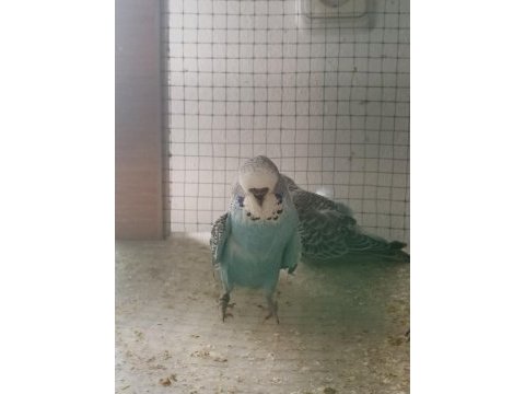Sahibinden muhabbet kuşlar