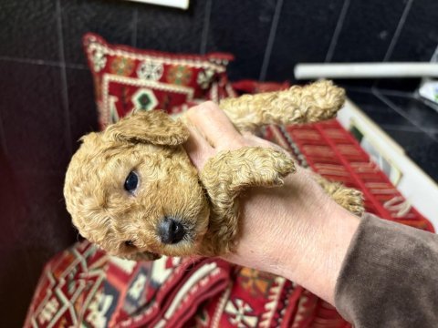 Toy poodle köpekleri