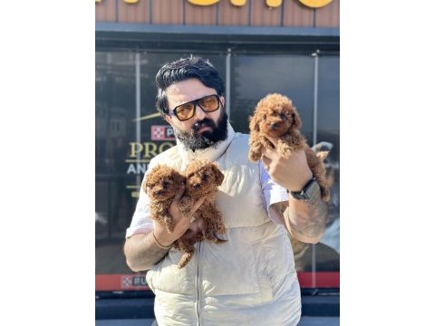 Avrupa kalite toy poodle yavruları için