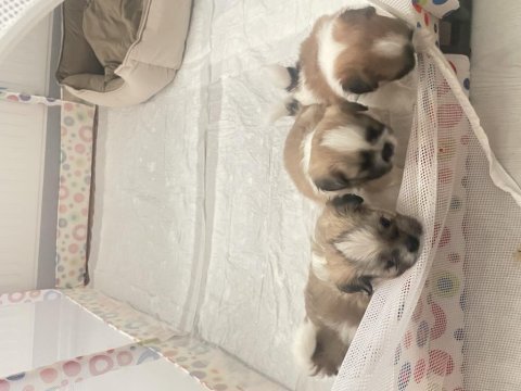 Shiranian melez köpekler