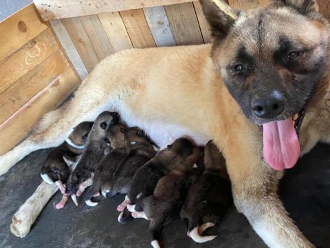 American akita