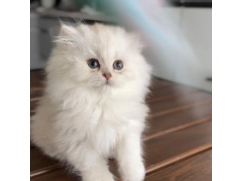 British longhair şov kalite