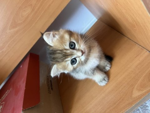 Golden british shorthair cinsi dişi