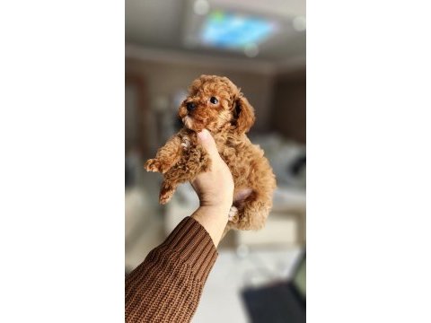 2 aylık aşıları tam 2.5 kilo garantili micro poodle