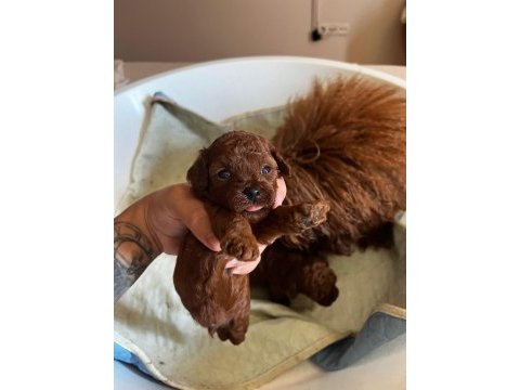 Kore teacup poodle bebeklerimiz
