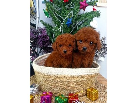 Safkan red brown toy poodle yavrularımız