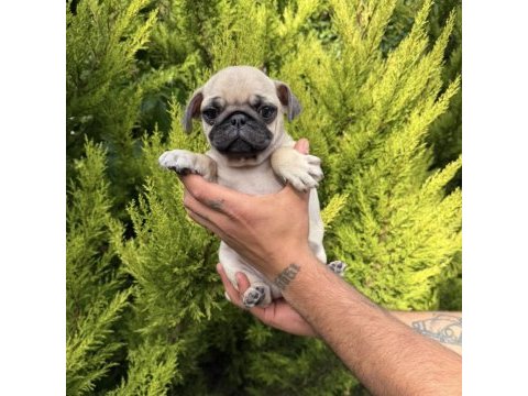 Mini pug yavrumuz