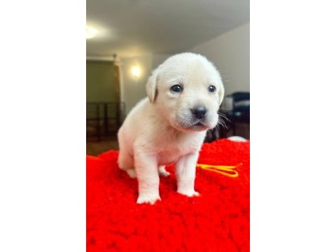 2 aylık safkan labrador retriever yavrularım