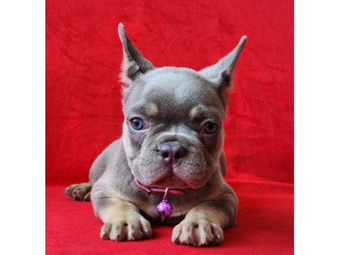 French bulldog yavrularımız