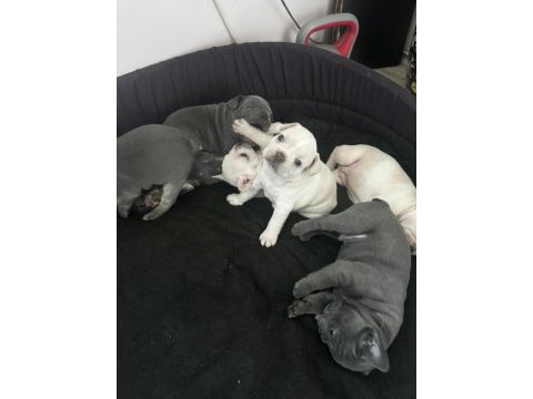 Egzotik french bulldog yavrular