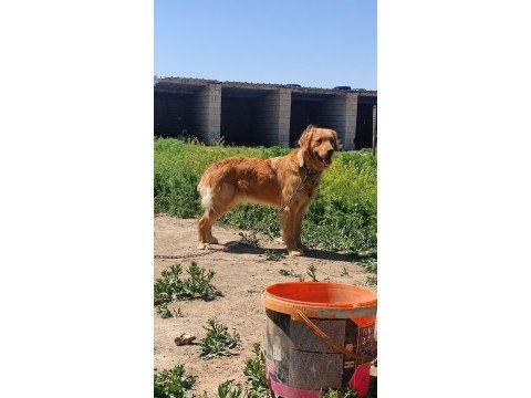 Bebek yüz golden retriever bebekler