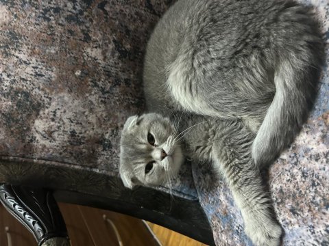 10 aylık erkek scottish fold tabby