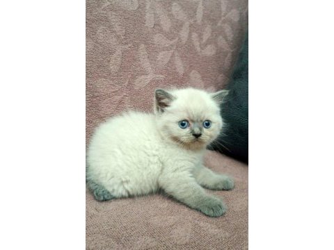 British shorthair koca kafa yavrularımız
