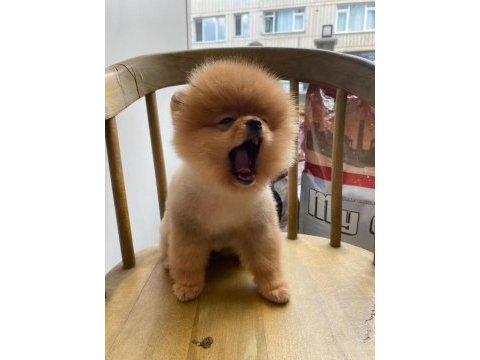 Üreticiden ayı surat pomeranian minik aslanlarımız
