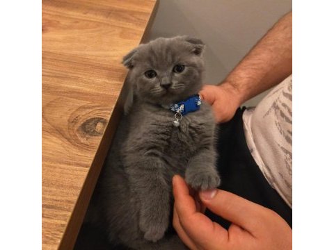 45 günlük yavru scottish fold