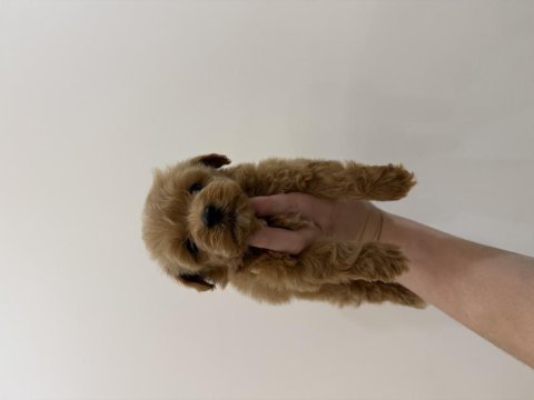 Kore kan teacup maltipoo 
