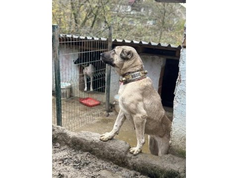 Safkan kangal köpeğim