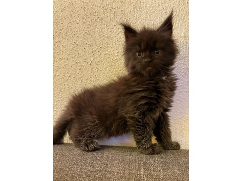 Koleksiyonluk seri: 7 ve 6 parmaklı black smoke erkekler