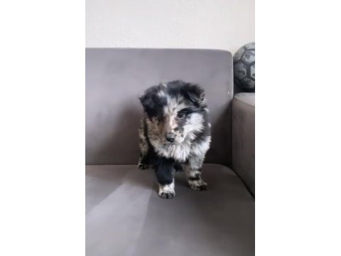 Border collie merle yavru