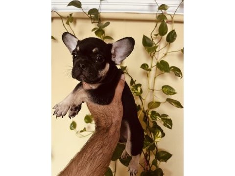Black tan french bulldog bebekler