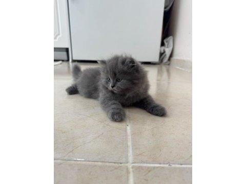 2 aylık british longhair kedisi