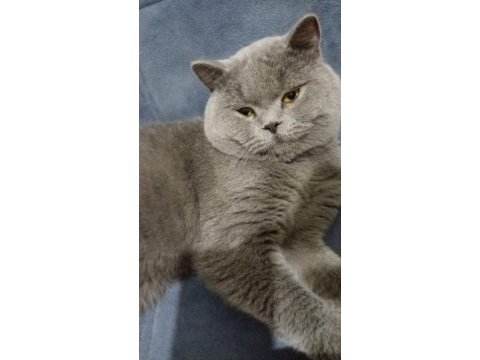 British shorthair boncuk yeni yuvasını arıyor