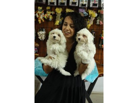 Dünya tatlısı minnoş maltese terrier