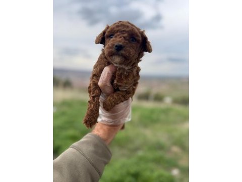 Türkiyenin en güzel poodle