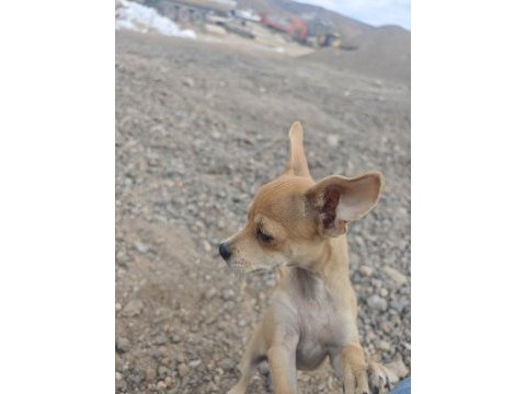 3 buçuk aylık erkek pinscher
