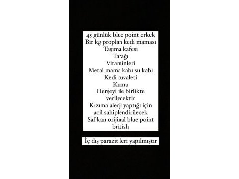Çok acil geleni üzmem a kalite blue point erkek kedimiz