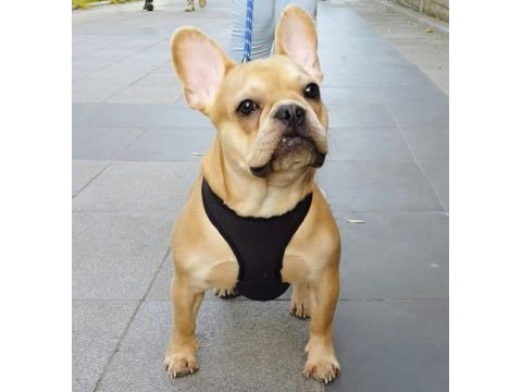 Eş egzotik french bulldoglar
