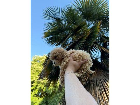 Maltipoo ve diğer ırklar için iletişime geçin