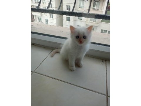 British shorthair yavrularımıza güzel bir yuva arıyoruz