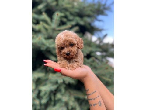 Türkiyenin en güzel maltipoo yavruları