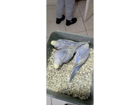 Rainbow violet ve teksas rainbow muhabbet kuşu yavrular